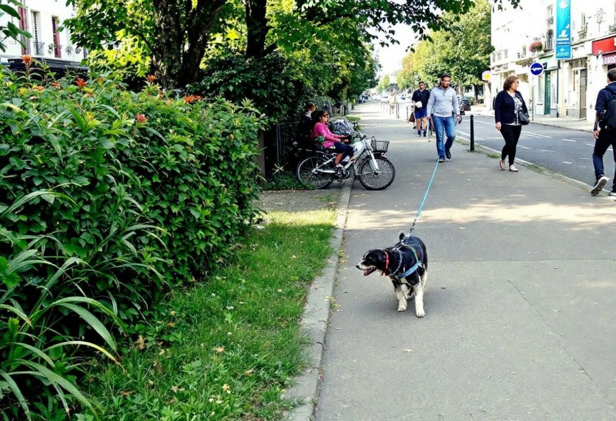 Liberté canine : les enjeux de la promenade sans laisse